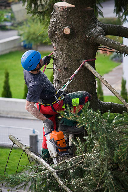 Best Tree and Shrub Care  in USA